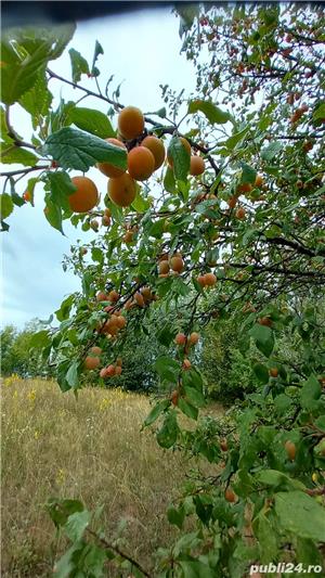 Horinca....Palincă  - imagine 2