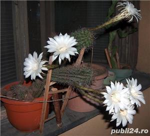 pui de cactus care înfloreşte (2 buc.) - imagine 2