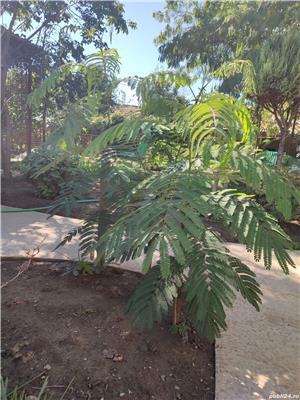 Arbore de mătase ( salcâm) - imagine 2