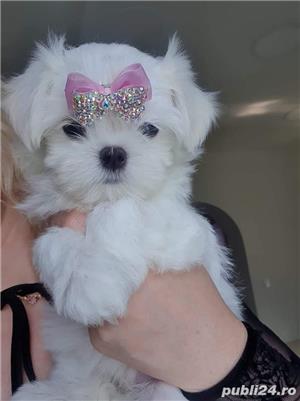 Bichon Maltez talie Mini Toy din parinti cu pedigree tip A, linie Expo - imagine 11