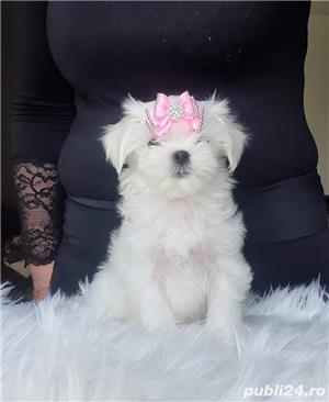 Bichon Maltez - genetică pură - canisa autorizata, producator direct  - imagine 2