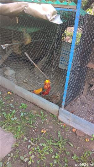 Fazani aurii galben si rosu, Rate caroline 2022. - imagine 3