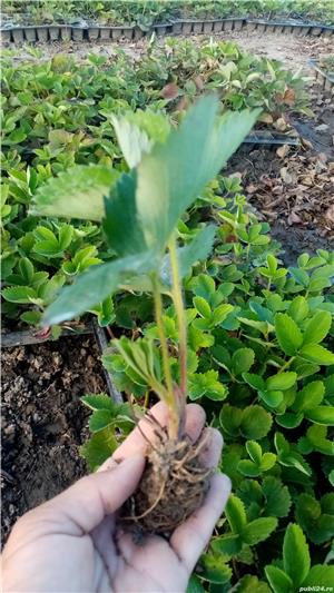 Vand stoloni capsuni diverse soiuri - imagine 2