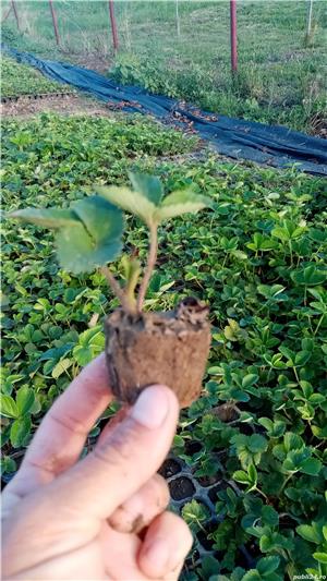 Vand stoloni capsuni diverse soiuri - imagine 3