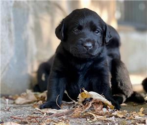 Labrador pui cu pedigree  - imagine 6