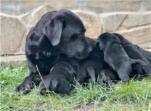 Labrador pui cu pedigree  - imagine 8