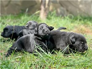 Labrador pui cu pedigree  - imagine 9