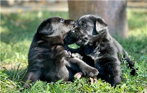 Labrador pui cu pedigree  - imagine 10