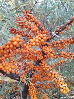 puieti/butasi catina  - imagine 3