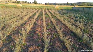 butasi catina certificati