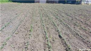 butasi catina certificati - imagine 8