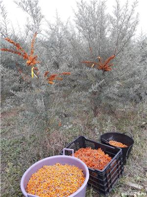 puieti/butasi catina  - imagine 2