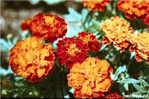 Body ap.foto NIKON F50 SLR Profesional pe film-colectie,ieftin - imagine 7