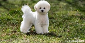 Ofer pentru monta Bichon Frise cu Pedigree  - imagine 2
