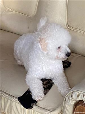 Ofer pentru monta Bichon Frise cu Pedigree  - imagine 3