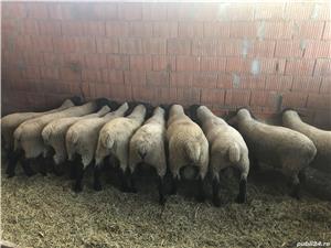 Berbeci sufolk  - imagine 2