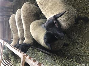 Berbeci sufolk  - imagine 4