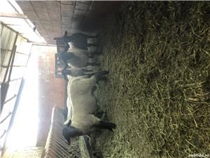 Berbeci sufolk  - imagine 3