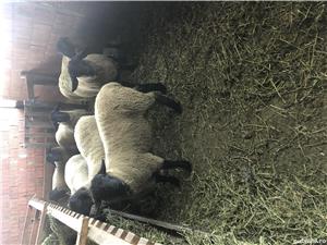 Berbeci sufolk  - imagine 6