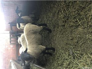 Berbeci sufolk  - imagine 7