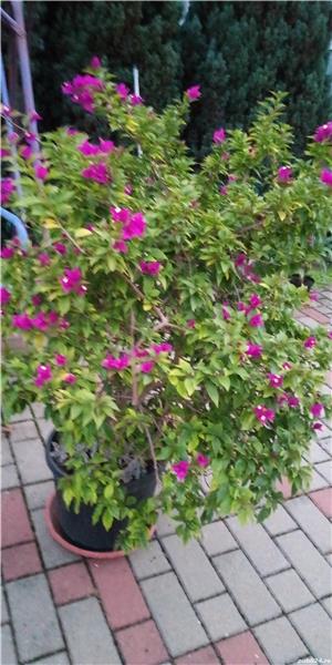  Vand planete de interior si exterior. - imagine 4