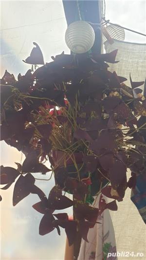 bulbi de oxalis  - imagine 2