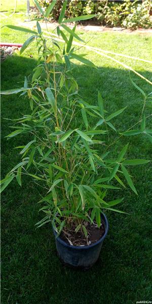 Plante de exterior pt gradina  - imagine 8