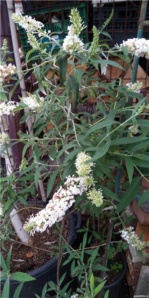 Plante de exterior :smochini pe rod,goji,smeurra si multe alte plantea,leandri,hibiscus de exterior.