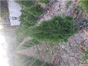 Thuia smaragd - imagine 3