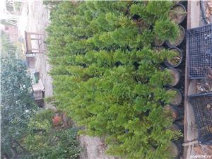 Thuia smaragd - imagine 2