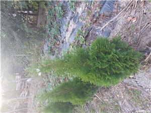 Thuia smaragd - imagine 4