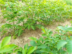 Puieți nuc (Juglans regia) anul 1 și  - imagine 9
