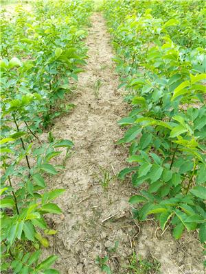 Puieți nuc (Juglans regia) anul 1 și  - imagine 2