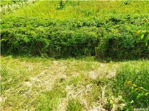 Puieți gladiță (roșcove) anul 1, pentru gard viu - imagine 10