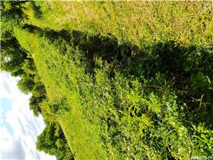 Puieți gladiță (roșcove) anul 1, pentru gard viu - imagine 9