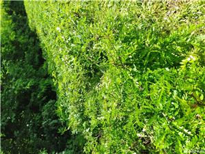 Puieți gladiță (roșcove) anul 1, pentru gard viu - imagine 5