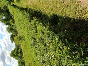 Puieți gladiță (roșcove) anul 1, pentru gard viu - imagine 8