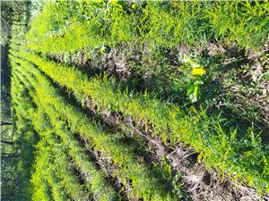 Puieți gladiță (roșcove) anul 1, pentru gard viu