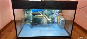 Acvariu - imagine 2 Acvariu - imagine 2