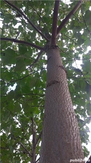 paulownia tomentosa hibrid - imagine 2