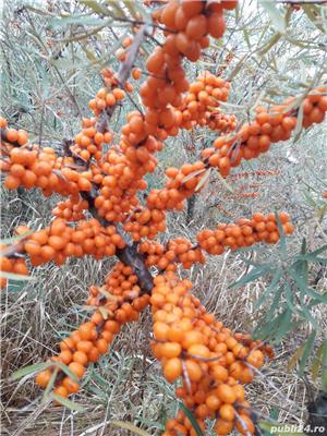 puieti/butasi catina  - imagine 9