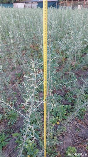 puieti/butasi catina  - imagine 8