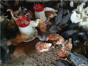 Vănd puicuțe ouătoare și mixte  - imagine 5