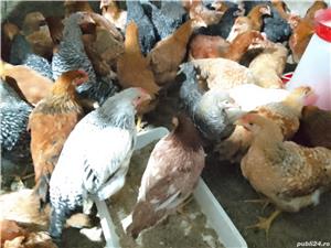 Vănd puicuțe ouătoare și mixte 