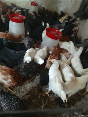 Vănd puicuțe ouătoare și mixte  - imagine 3