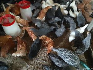 Vănd puicuțe ouătoare și mixte  - imagine 4