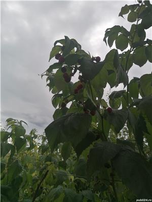 Drajoni zmeură Polka 