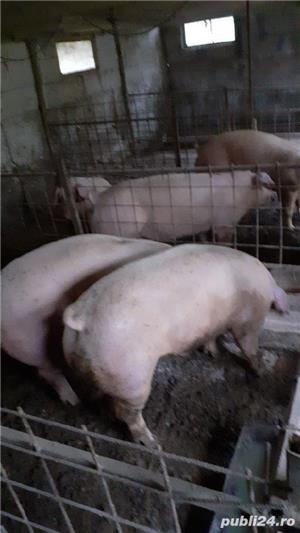 porci de vanzare - imagine 2 porci de vanzare - imagine 2