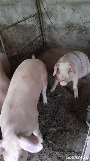 porci de vanzare - imagine 3 porci de vanzare - imagine 3