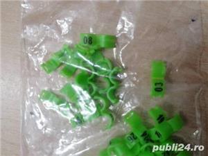 Inele papagali peruși 